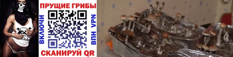 Галлюциногенные грибы GOLDEN TEACHER  OMG рабочий сайт  Зима 